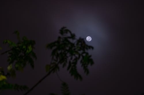 Imagine de stoc gratuită din lumina lunii, luna, lună plină