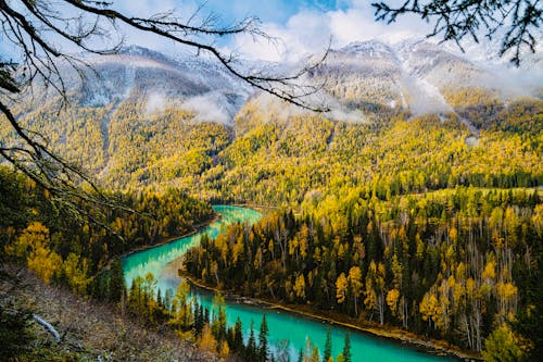 Peaceful Scenery of River in the Middle of the Forest