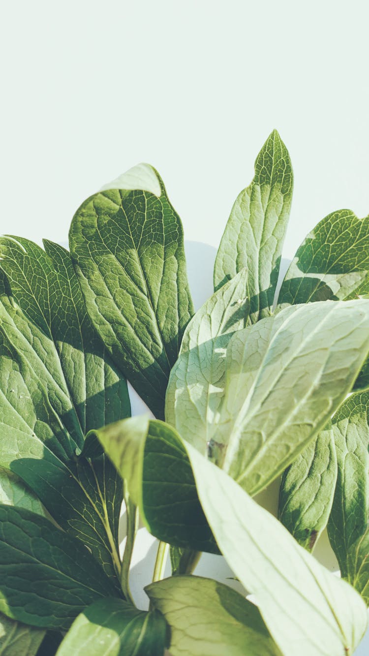 Close-Up Photo Of Green Peony Leaves