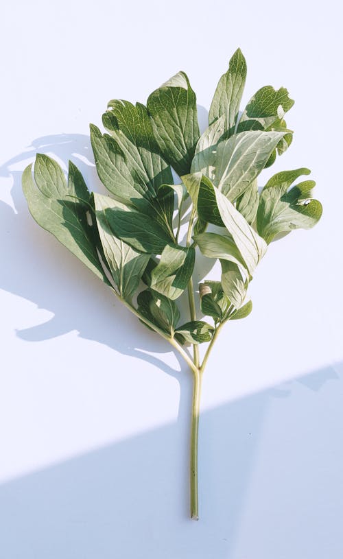 A Stem of Green Peony Leaves
