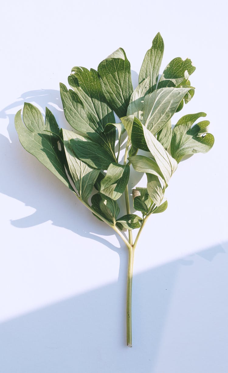 A Stem Of Green Peony Leaves