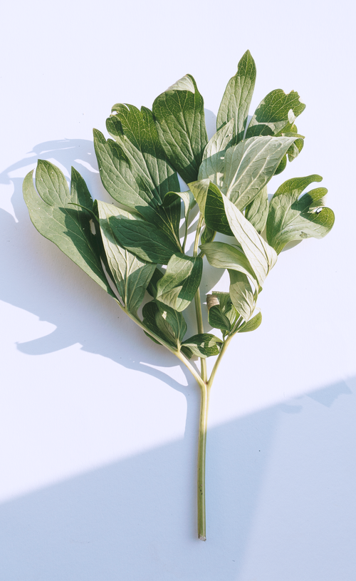 Free Peony leaves displayed with natural lighting on a minimalist white background. Stock Photo