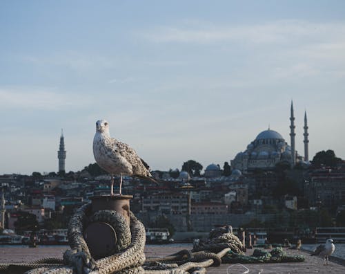 Základová fotografie zdarma na téma bocích, dok, lano