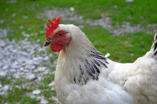 Darmowe zdjęcie z galerii z drób, fotografia zwierzęcia, kura