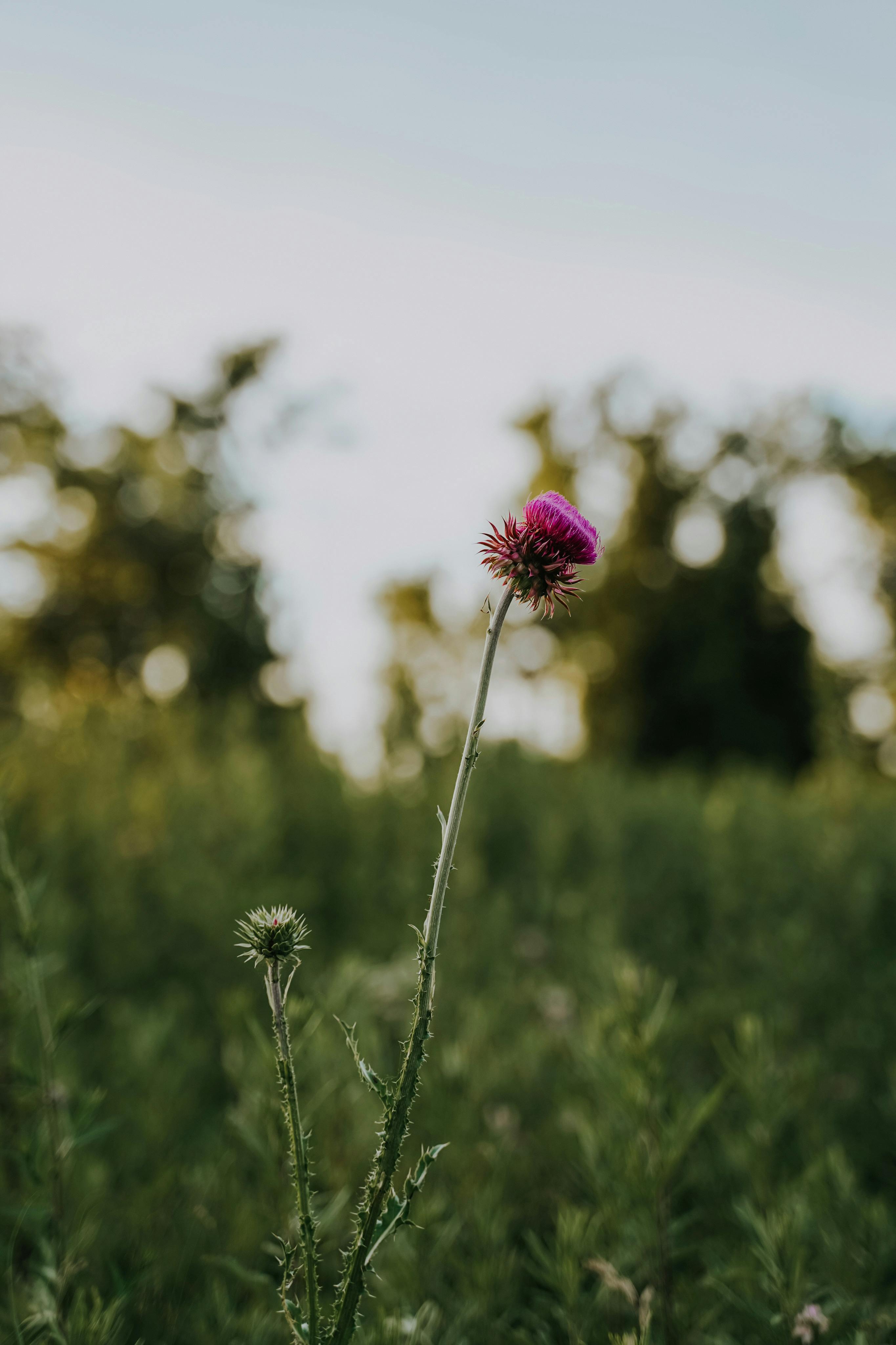 Purple milk thistle flower in focus against a blurred natural background.