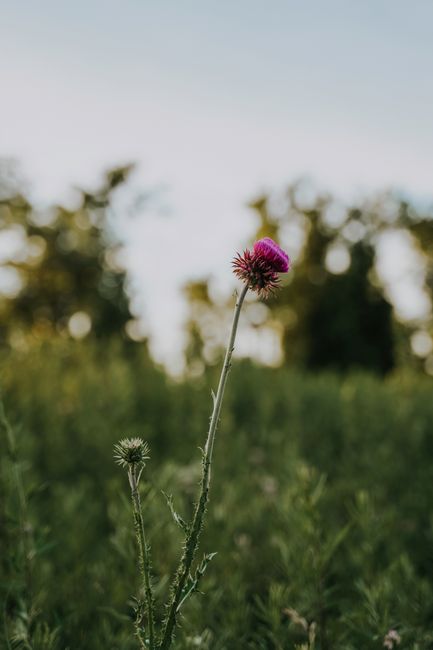 Purple milk thistle flower in focus against a blurred natural background.