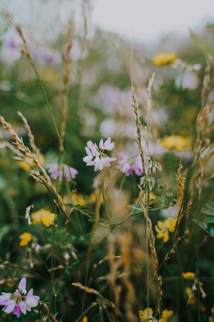 A beautiful display of wildflowers with a dreamy, soft focus, capturing the essence of natural beauty.