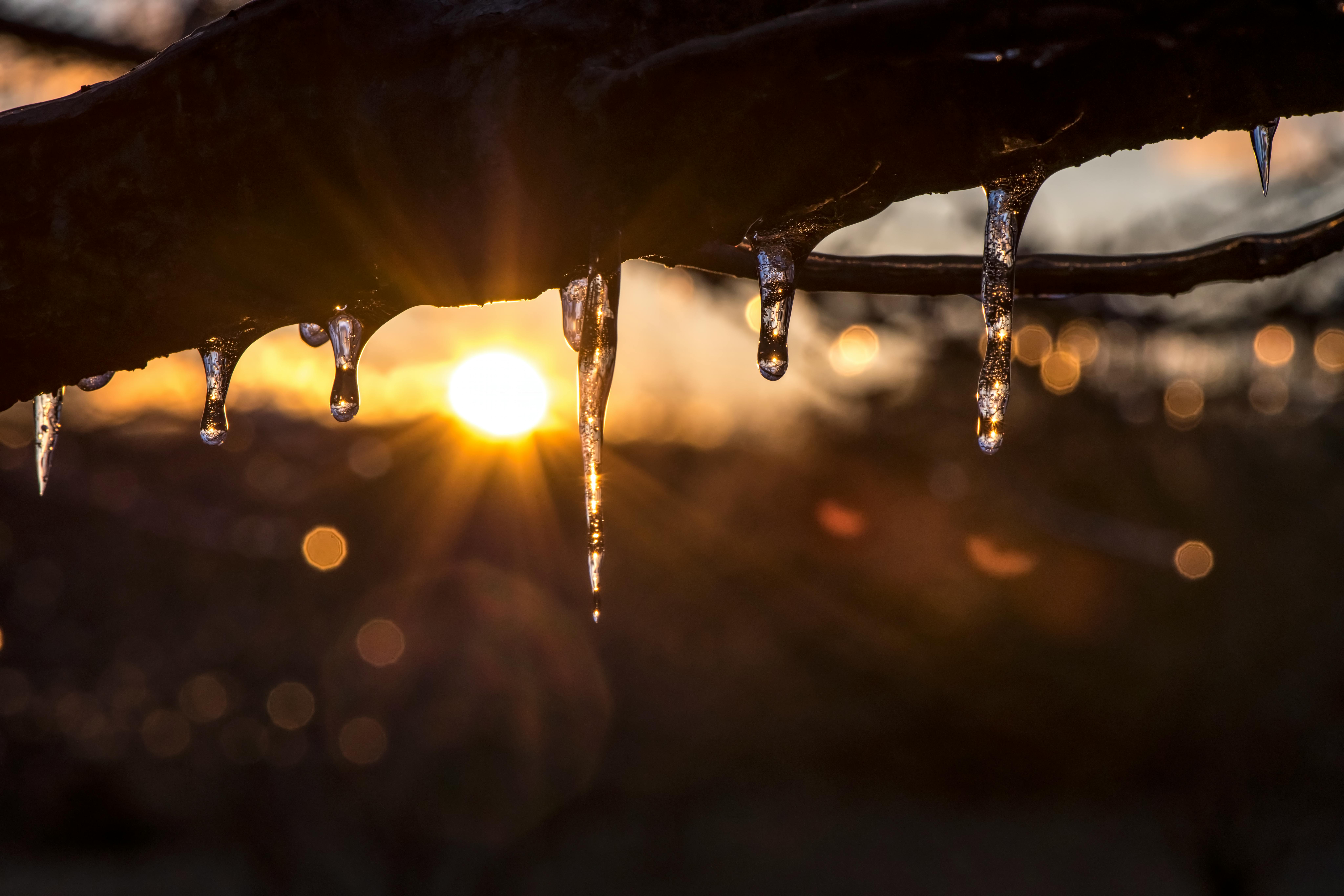 Snow Melting on Tree Branch during Sunrise · Free Stock Photo