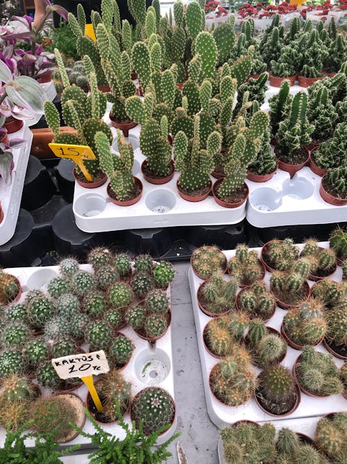 Free Small Cactus on the Pot Stock Photo