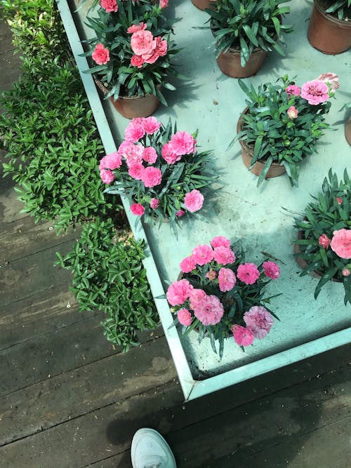 High-Angle Shot of Blooming Flowers in Flowerpots