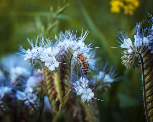 Бесплатное стоковое фото с полевые цветы, пурпурные цветы, Пчела