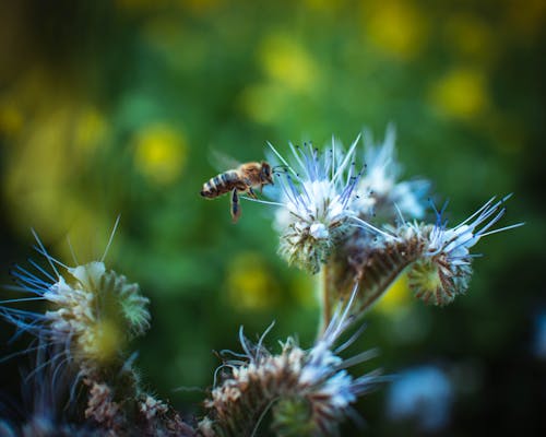 arı, çiçek açan çiçekler, dji içeren Ücretsiz stok fotoğraf