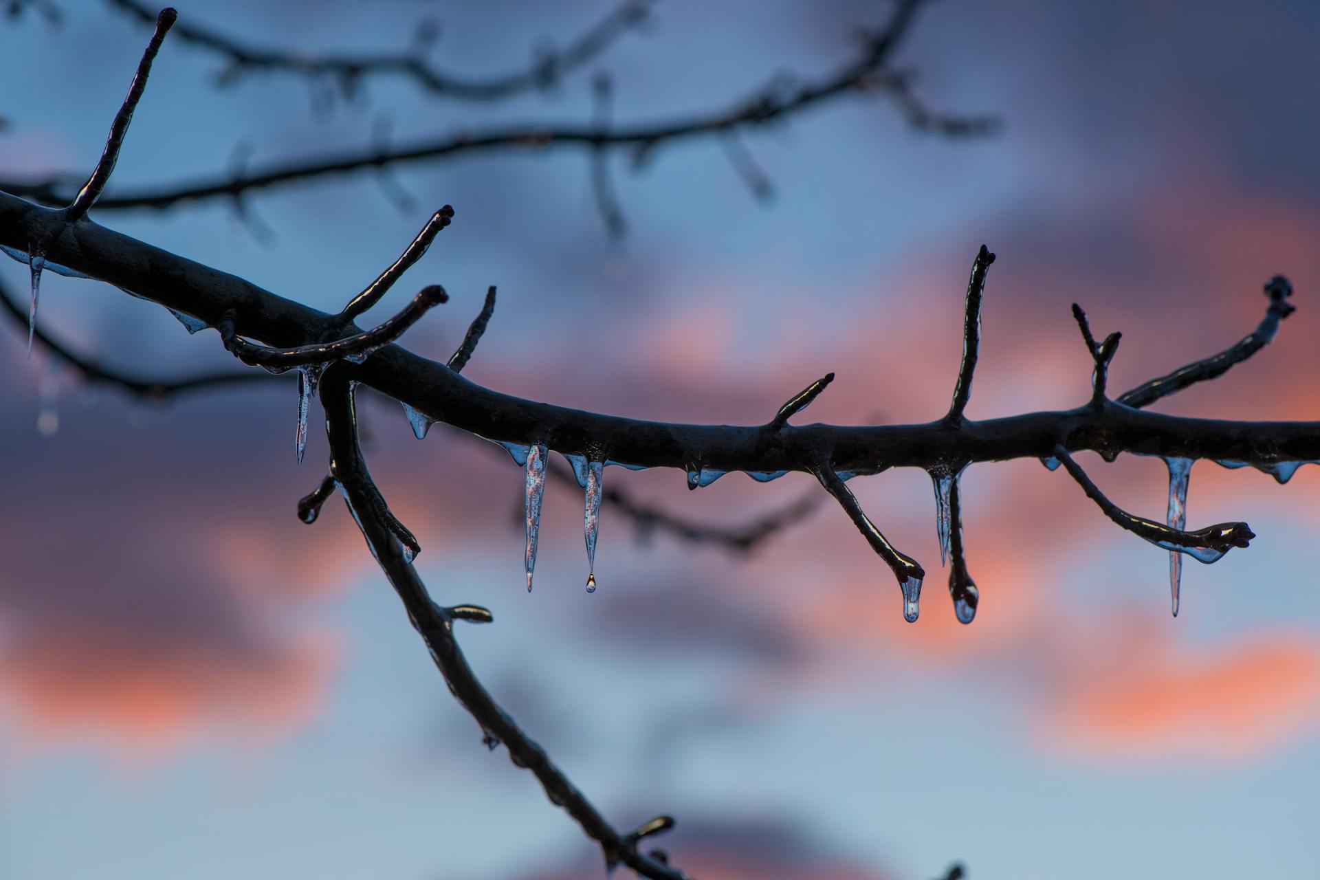 Icicles forming on tree branches in winter against a colorful sunset sky.