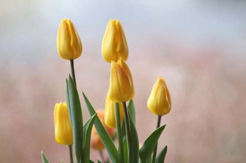 Close-Up Photo of Blooming Yellow Tulips