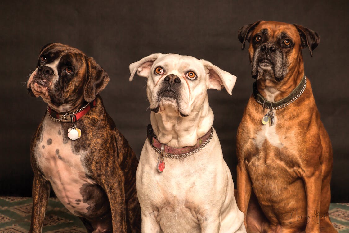 Free Photography of Three Dogs Looking Up Stock Photo