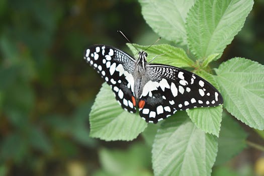 Black and White Butterfly on Green Leaves