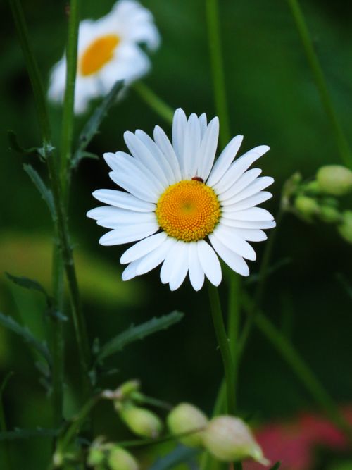 Free A vibrant macro shot of a white daisy with a yellow center and blurred green background. Stock Photo
