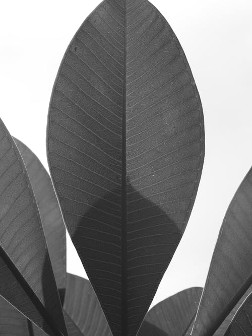 Photos gratuites de feuilles, fond blanc uni, noir