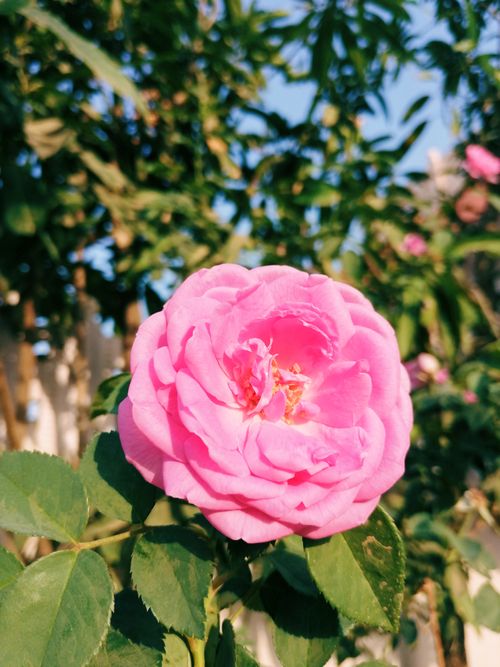 Free A bright pink rose in full bloom surrounded by lush green leaves on a sunny day. Stock Photo