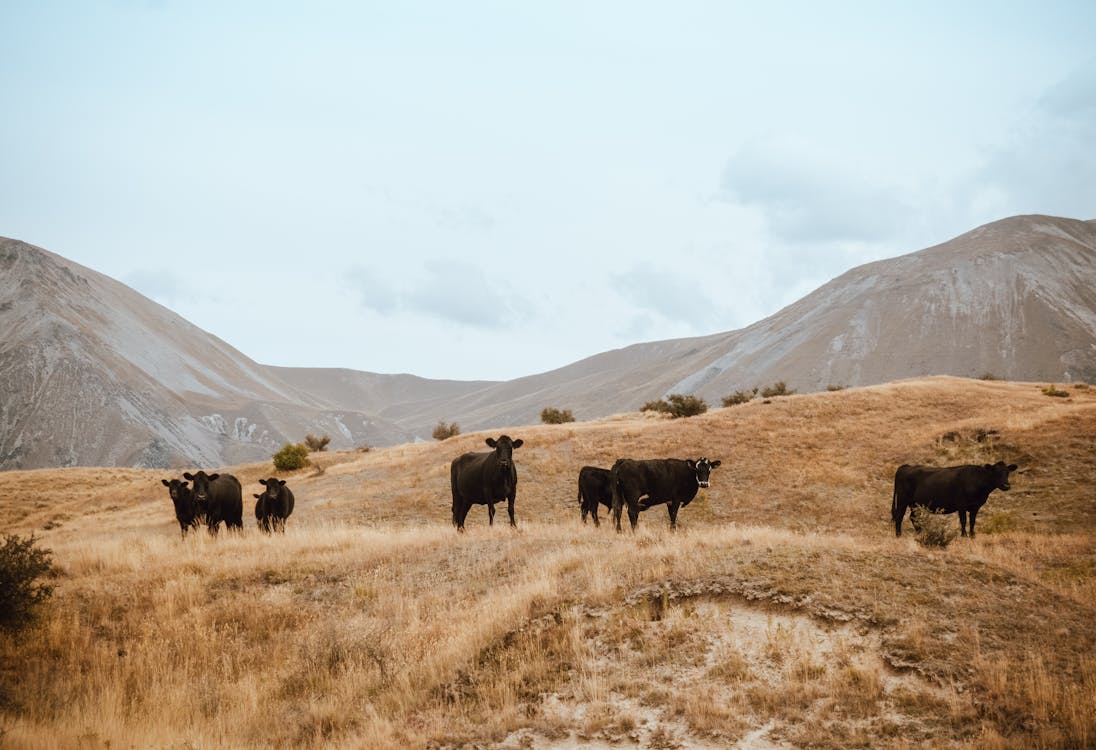 Стадо крупного рогатого скота на горе коричневой травы под белым небом