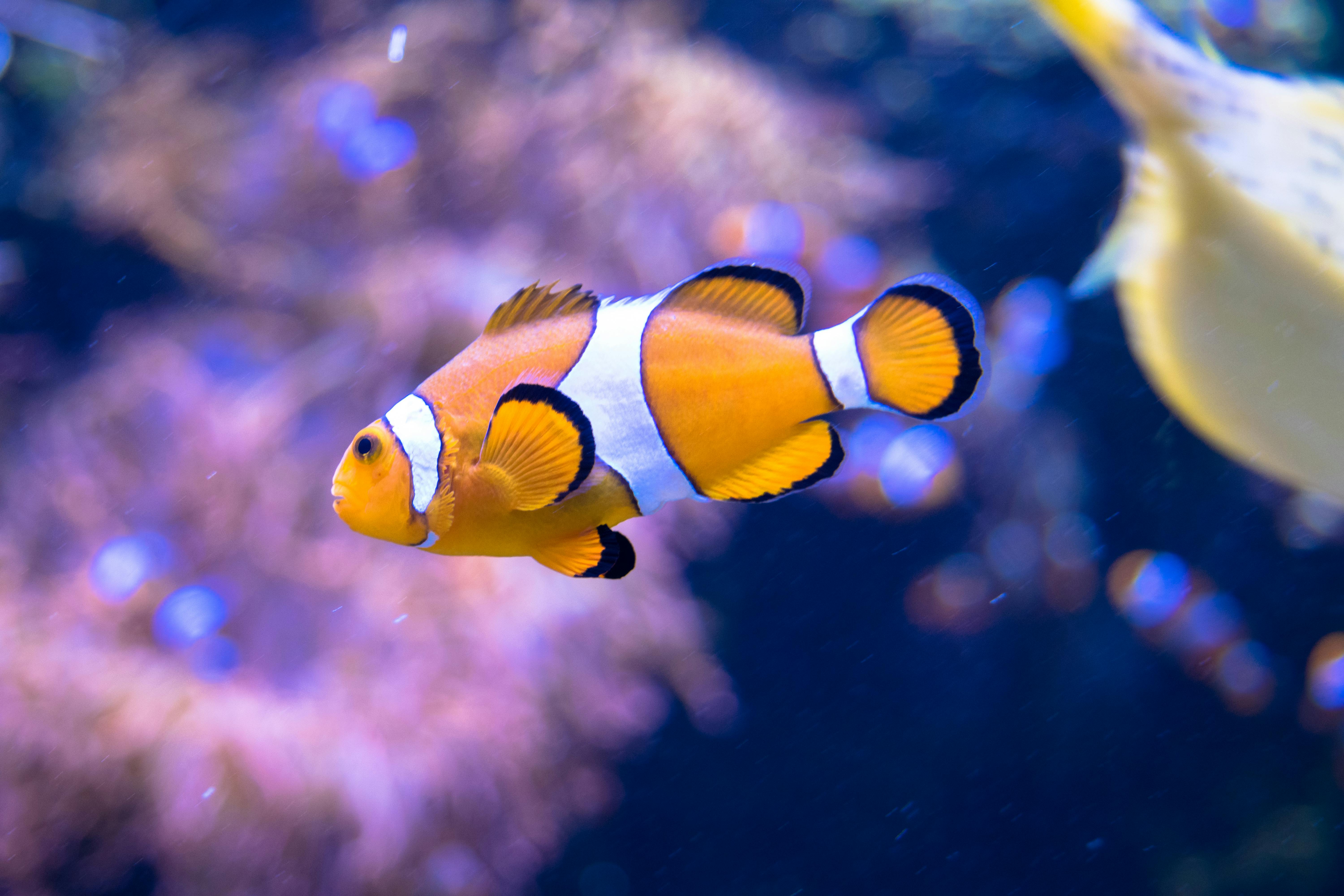 Free stock photo of Clown fish, diving, fish
