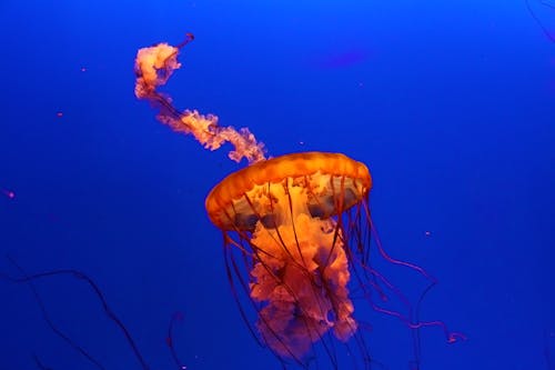 Underwater View of a Red Jellyfish