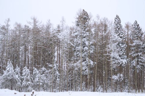 Ingyenes stockfotó erdő, fagyos, fák témában Stockfotó
