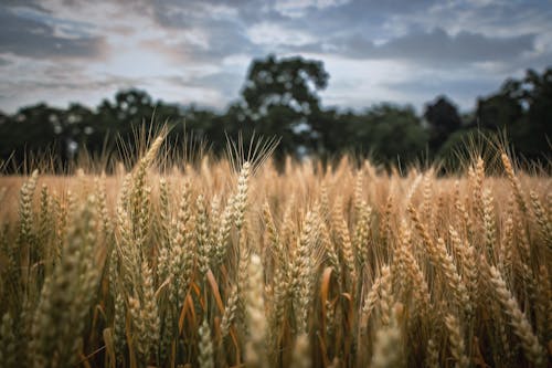 A Close-up Shot of a Wheat Field