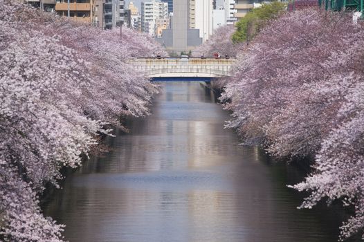 Nakameguro riverside dining