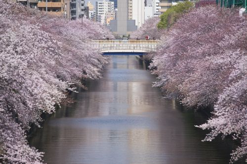 Free Beautiful cherry blossom trees lining a river with a bridge in urban Japan. Stock Photo