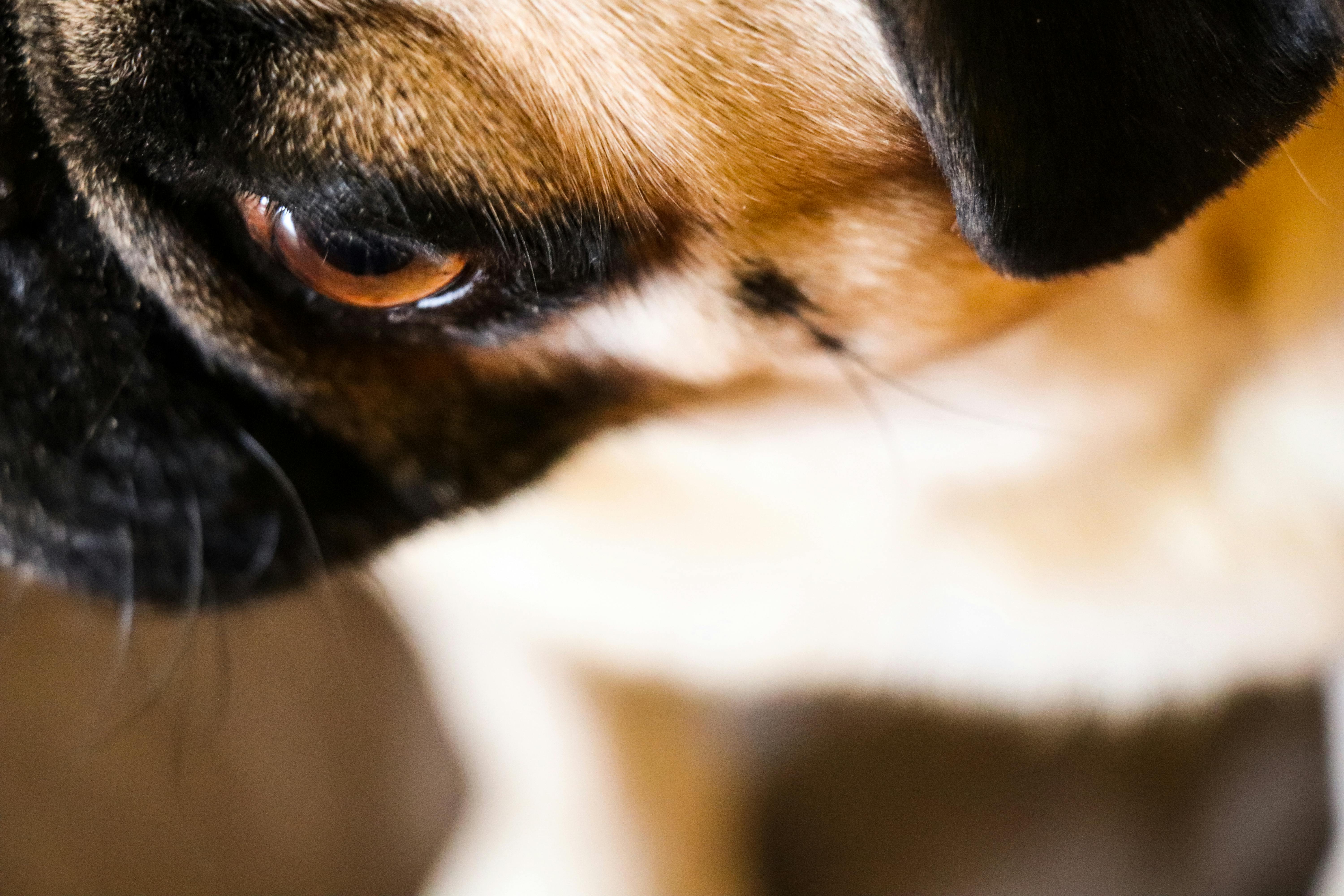 Free stock photo of dog, eye, pug