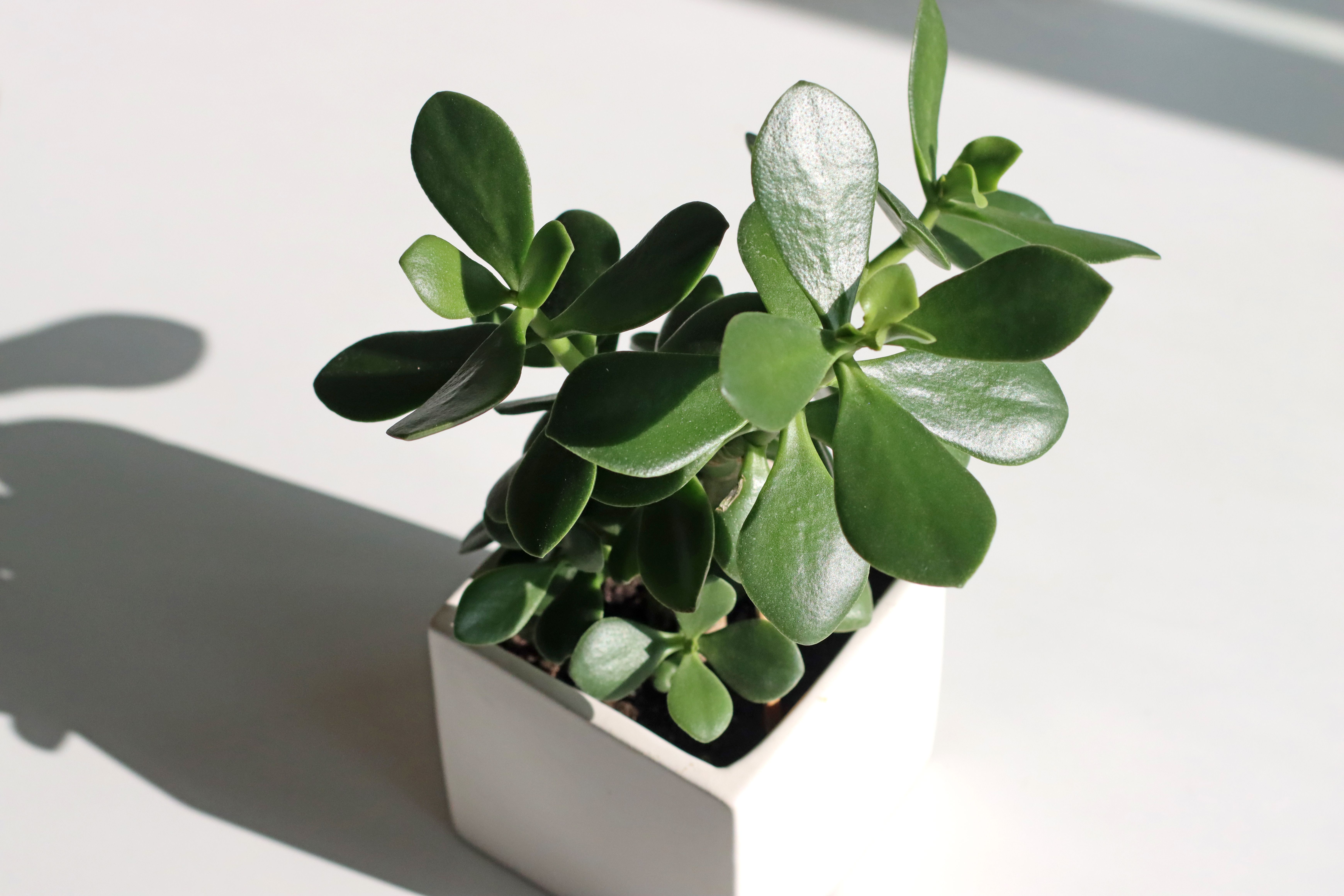 Jade Plant in white pot kept under sun