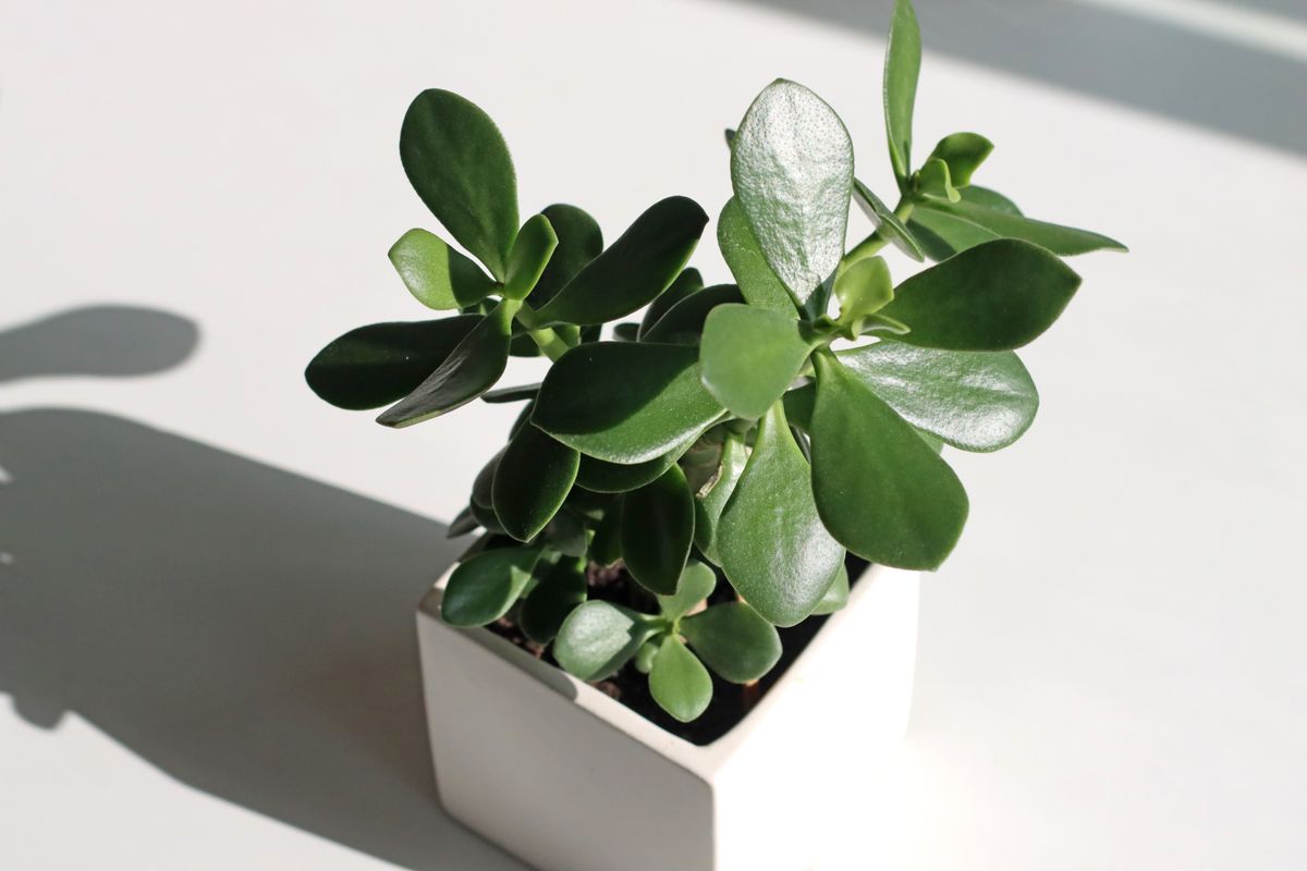 Arbre de jade : entretien, arrosage et taille - Substrat et pot : les bases d’un système racinaire sain