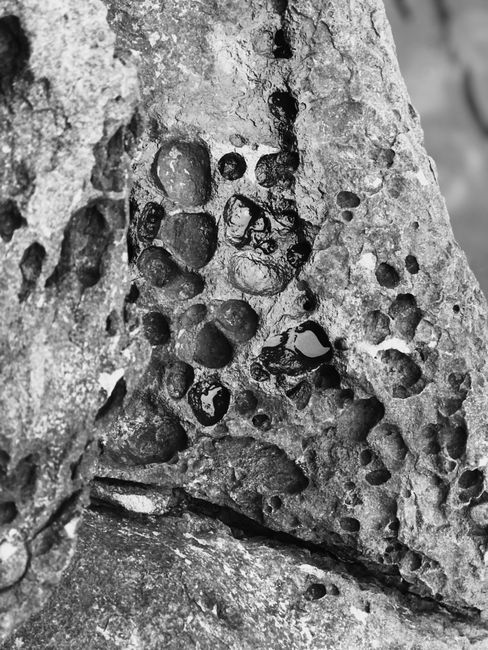 Black and white close-up of a textured rock formation showcasing natural patterns and details.