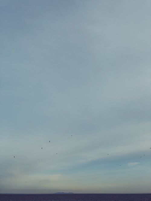 Free Capture of birds flying beneath a calm dawn sky over the sea near Russkiy, Russia. Stock Photo