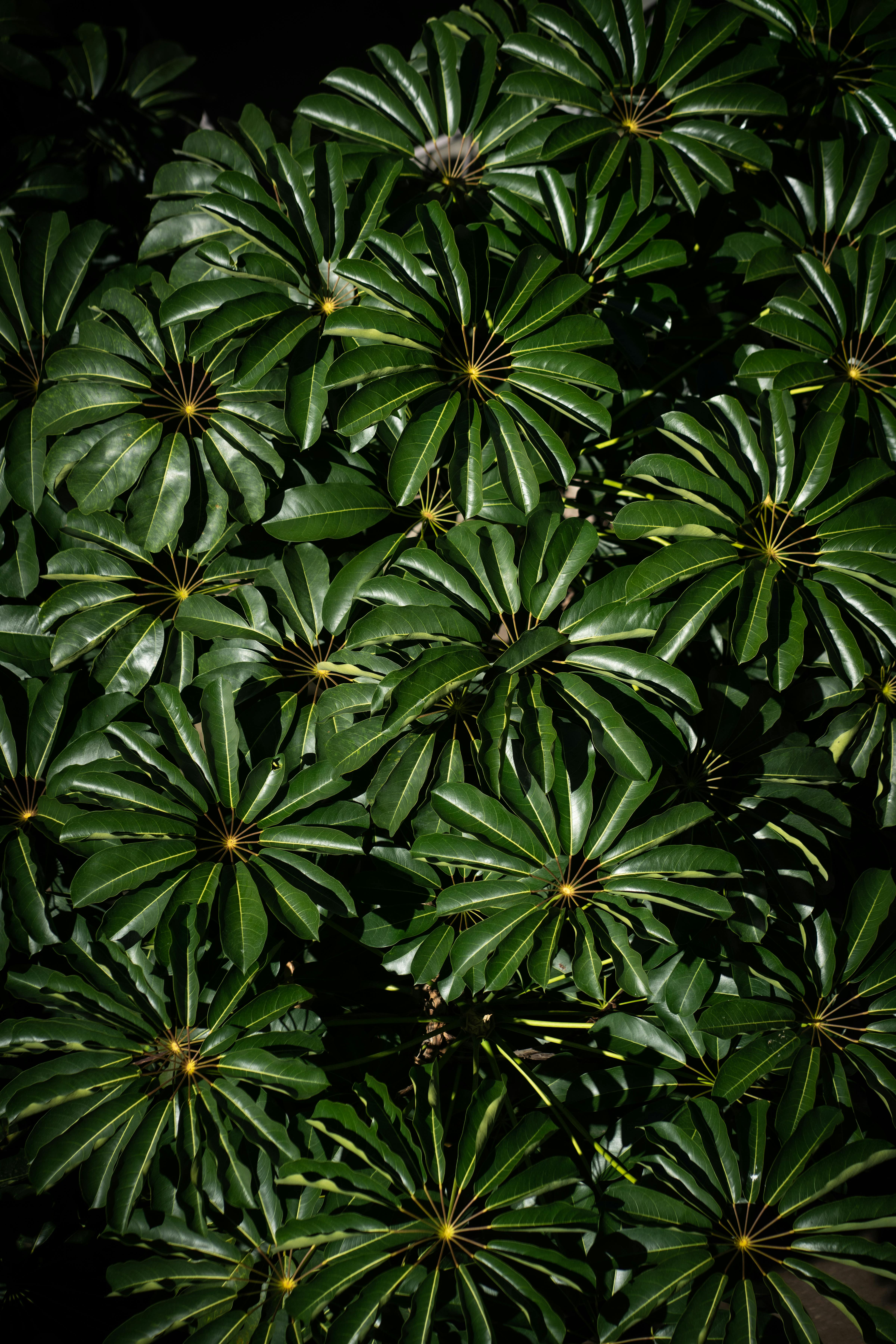 Detailed view of overlapping green leaves with radiating patterns creating a lush texture.