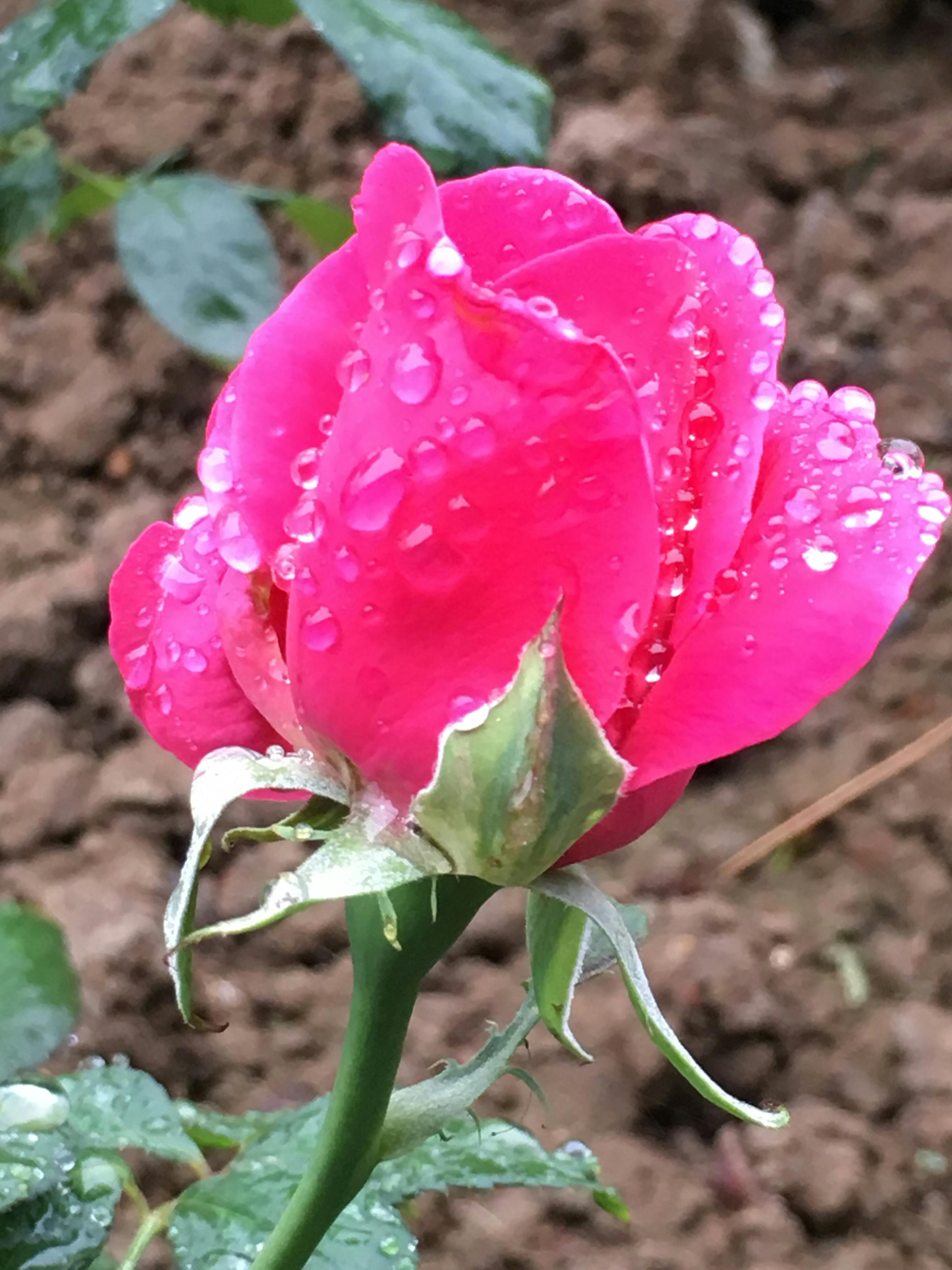 バラの花 水滴とバラ 美しいバラの無料の写真素材