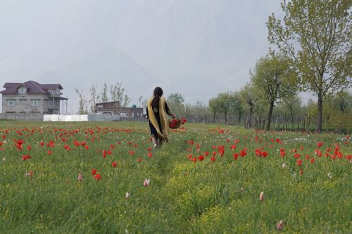 Free Woman in traditional attire walks through a lush field of poppies and grass. Stock Photo