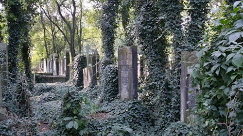 Photos gratuites de ancien cimetière, cimetière juif, vieilles tombes