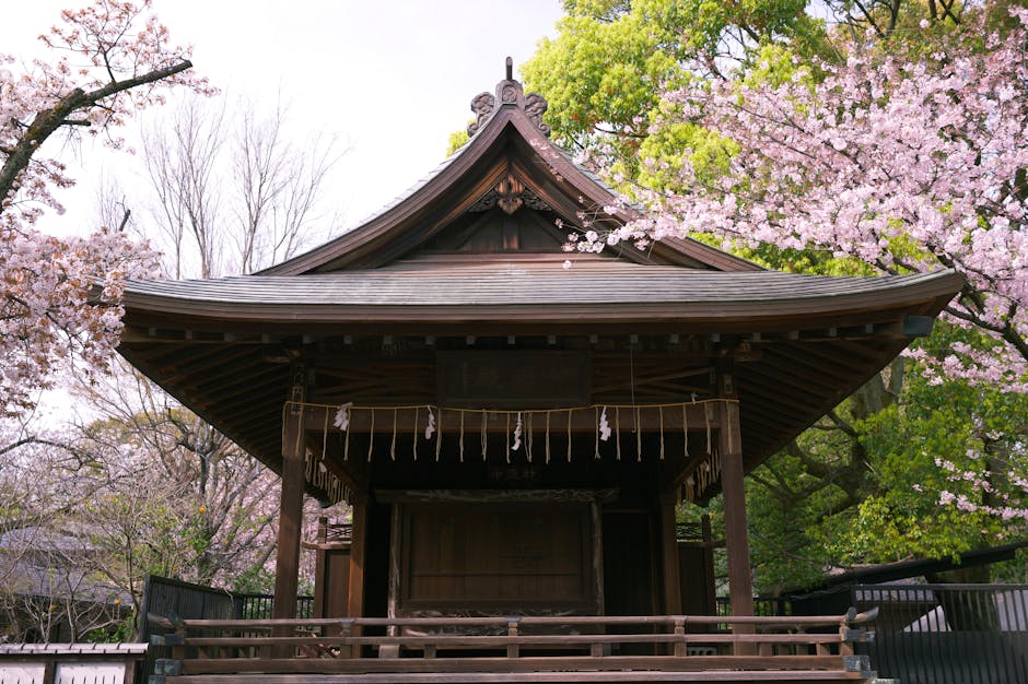 A serene view of a traditional Japanese shrine surrounded by blooming cherry blossoms in Taito City, Tokyo.