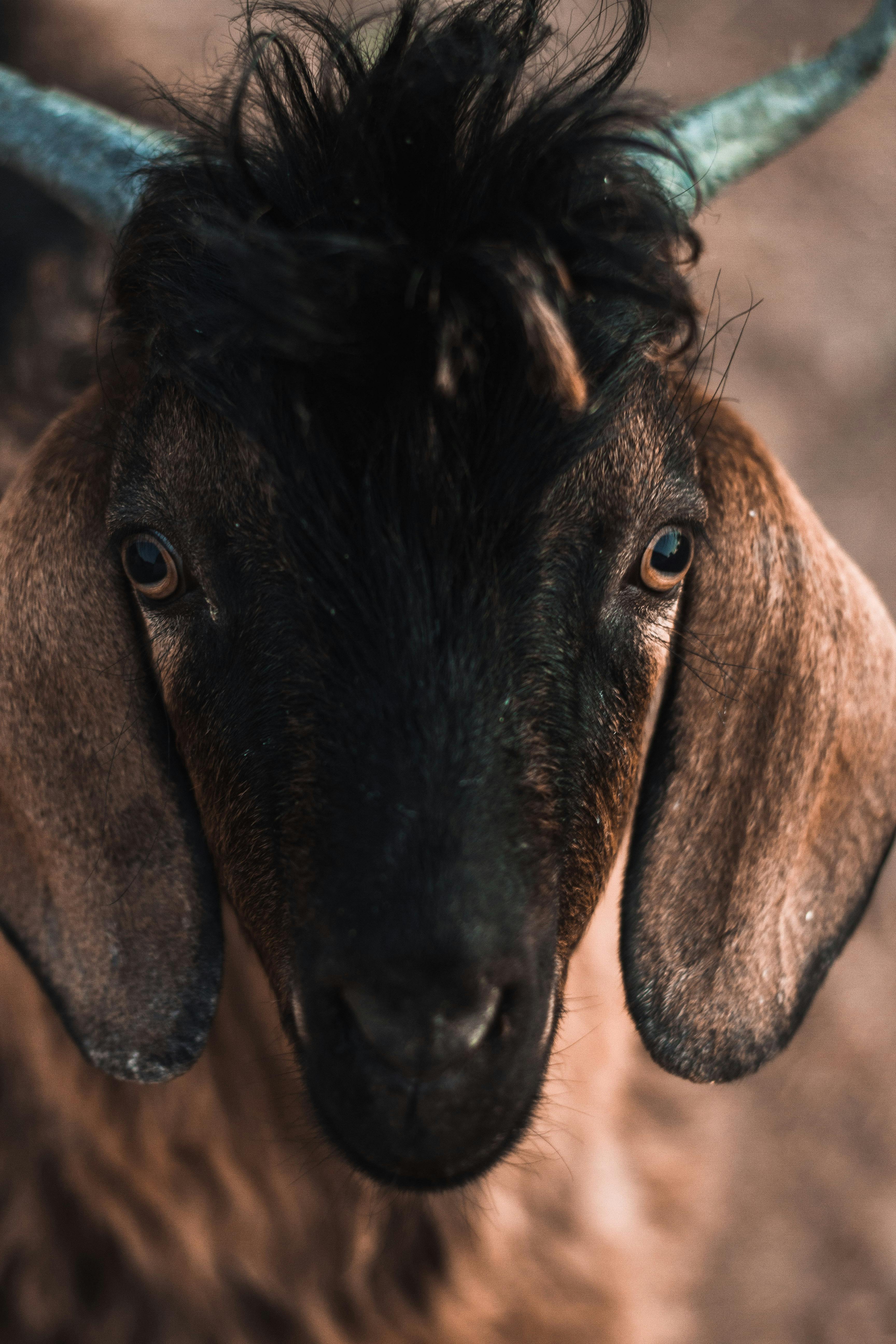 Gratuit Photos gratuites de @extérieur, agriculture, animal Photos