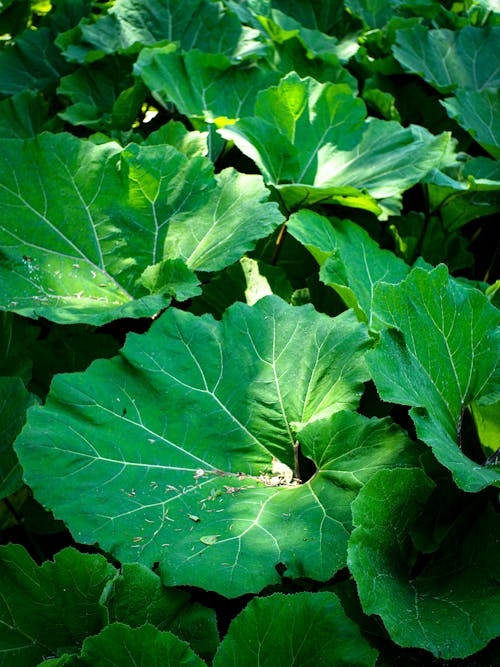 Foto profissional grátis de aumento, ecológico, flora