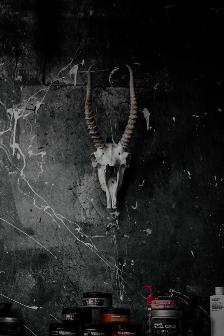 Antelope Skull On Black Wall