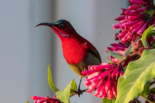 Free stock photo of bird, dehradun, hummingbird