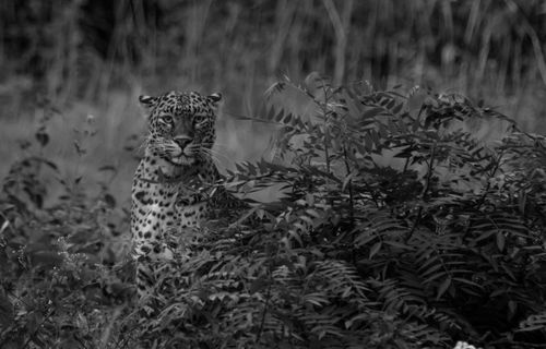 Free Grayscale image of a jaguar camouflaged in dense foliage, showcasing wildlife photography. Stock Photo