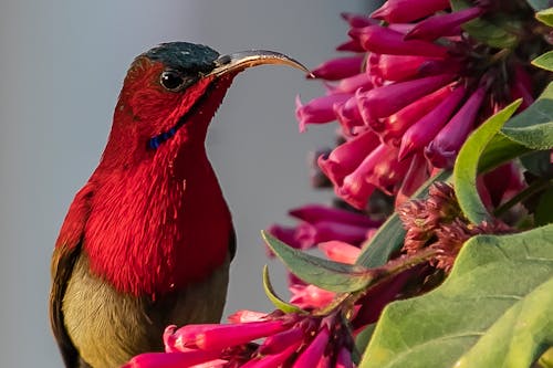 Free stock photo of bird, dehradun, hummingbird