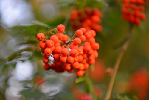 Free stock photo of berries