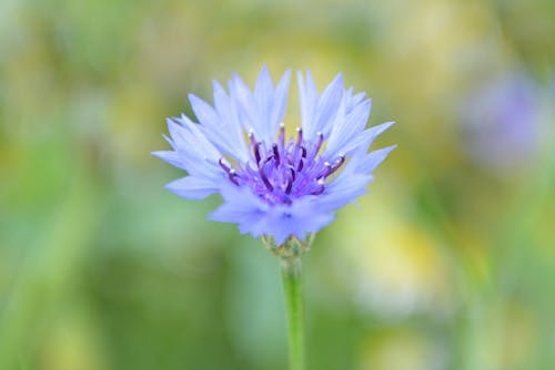 Gratis lagerfoto af blomst