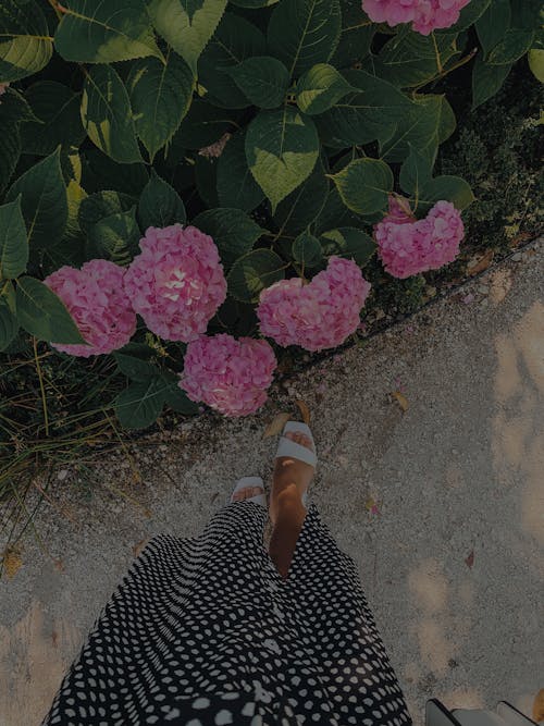 Immagine gratuita di donna, fiori viola, hortensia