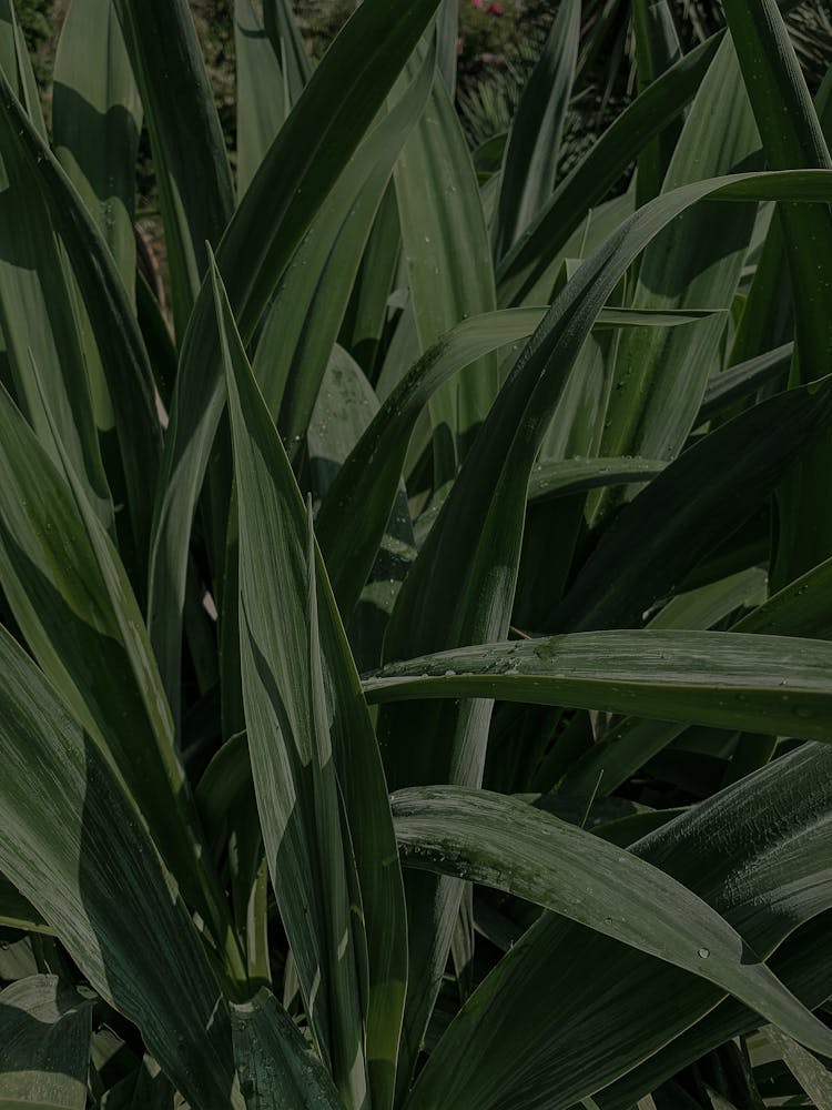 Plants With Dark Green Leaves